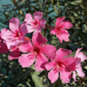 Meet your Posher, Molly